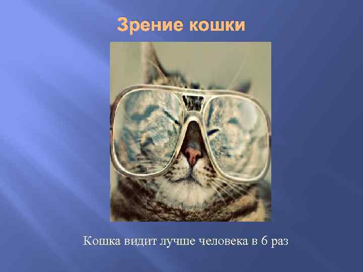 Зрение кошки Кошка видит лучше человека в 6 раз 