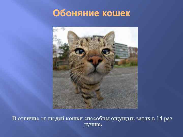 Обоняние кошек В отличие от людей кошки способны ощущать запах в 14 раз лучше.