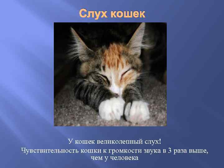 Слух кошек У кошек великолепный слух! Чувствительность кошки к громкости звука в 3 раза