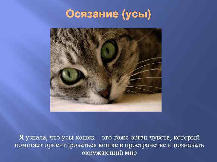Осязание (усы) Я узнала, что усы кошек – это тоже орган чувств, который помогает