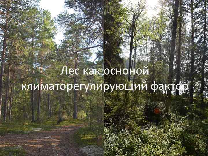 Лес как осноной климаторегулирующий фактор 
