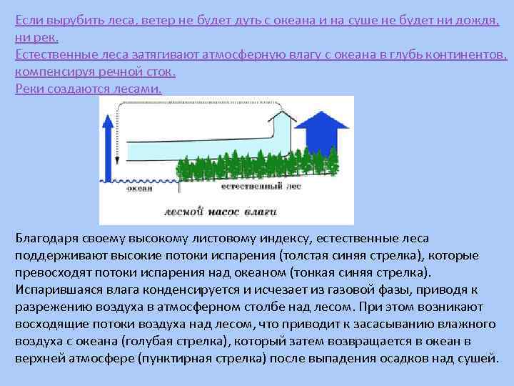 Если вырубить леса, ветер не будет дуть с океана и на суше не будет