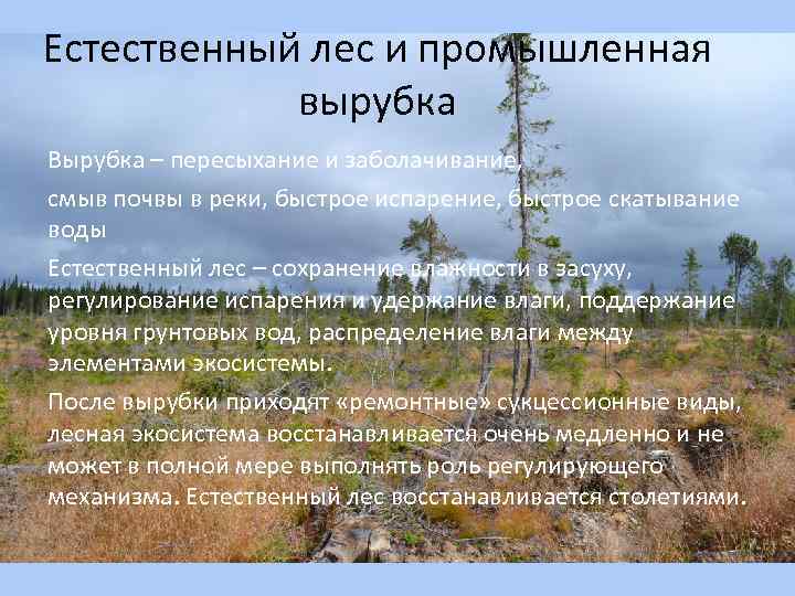 Естественный лес и промышленная вырубка Вырубка – пересыхание и заболачивание, смыв почвы в реки,