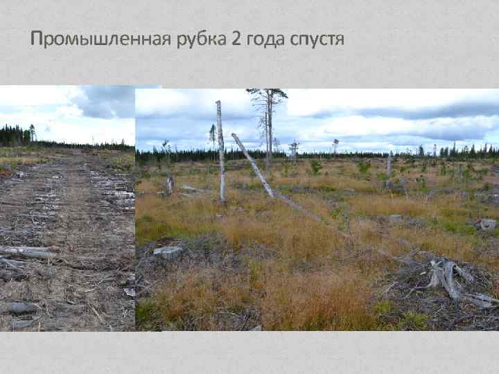 Промышленная рубка 2 года спустя 