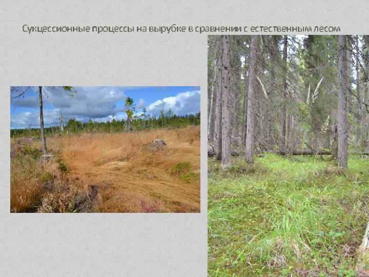Сукцессионные процессы на вырубке в сравнении с естественным лесом 