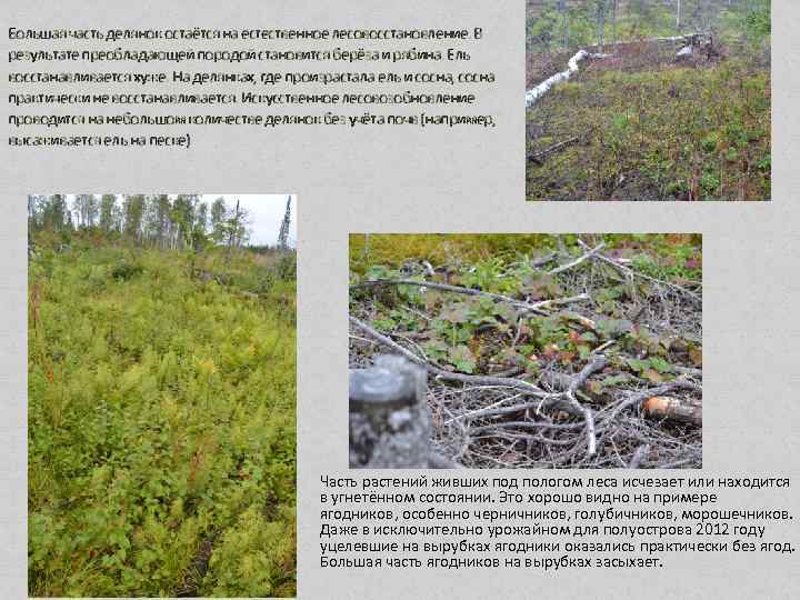 Большая часть делянок остаётся на естественное лесовосстановление. В результате преобладающей породой становится берёза и