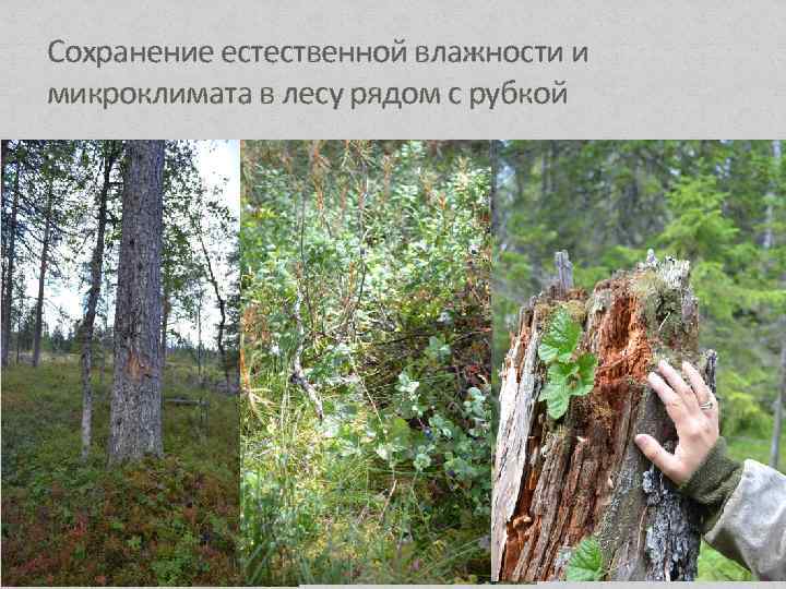 Сохранение естественной влажности и микроклимата в лесу рядом с рубкой 