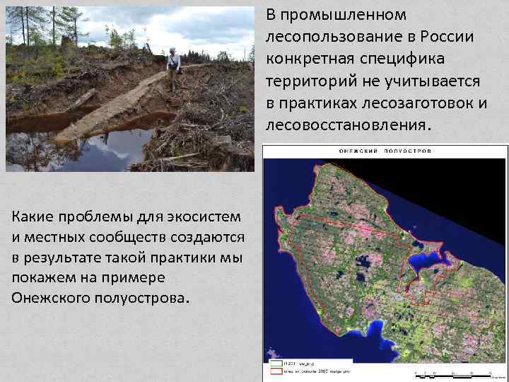 В промышленном лесопользование в России конкретная специфика территорий не учитывается в практиках лесозаготовок и