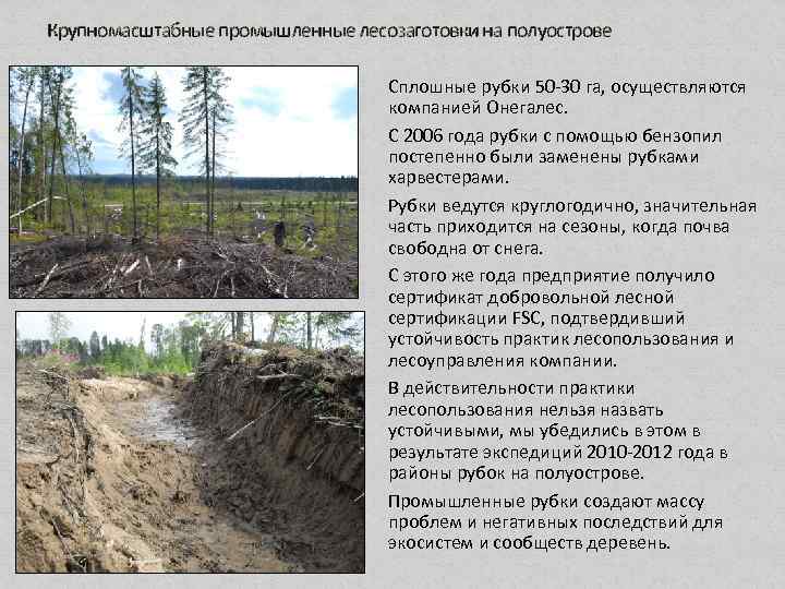 Крупномасштабные промышленные лесозаготовки на полуострове Сплошные рубки 50 -30 га, осуществляются компанией Онегалес. С