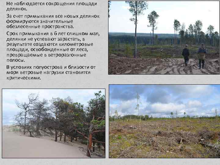 Не наблюдается сокращения площади делянок. За счет примыкания все новых делянок формируются значительные обезлесенные