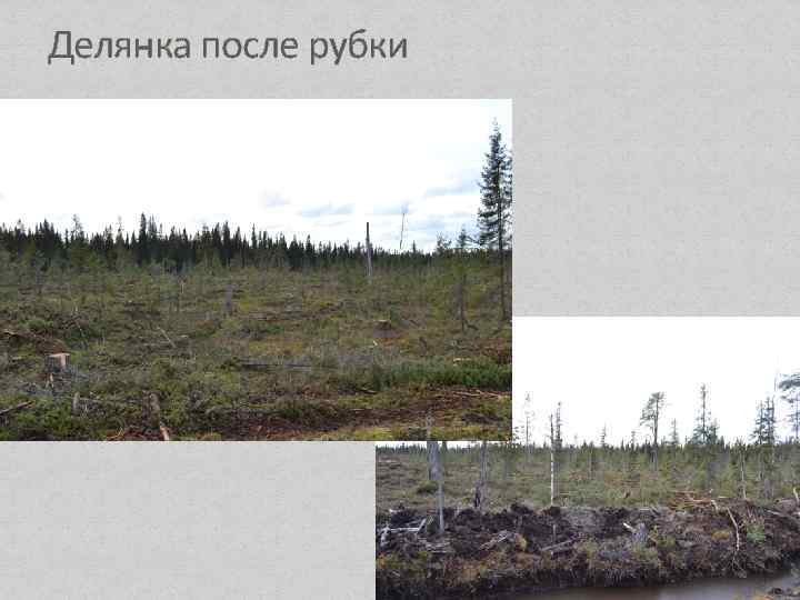 Делянка после рубки 