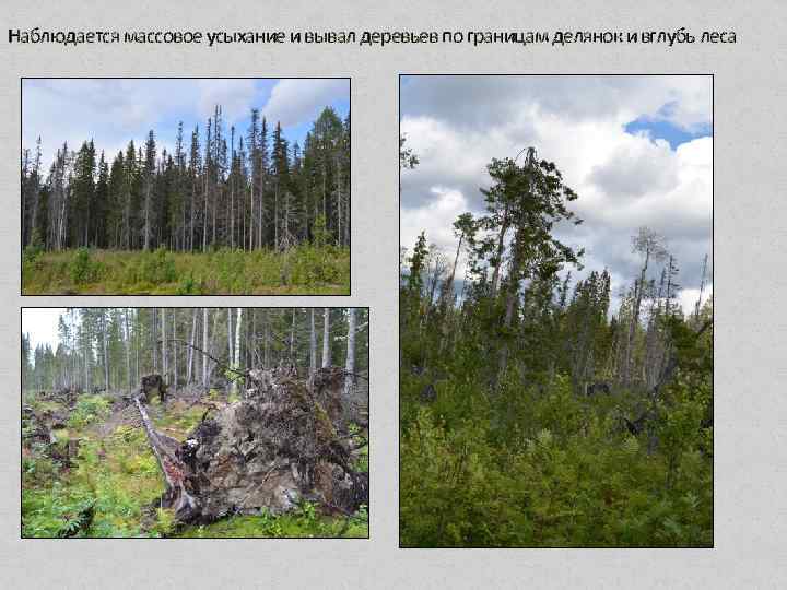 Наблюдается массовое усыхание и вывал деревьев по границам делянок и вглубь леса 