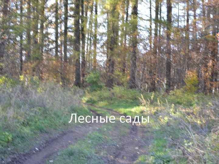 Лесные сады 
