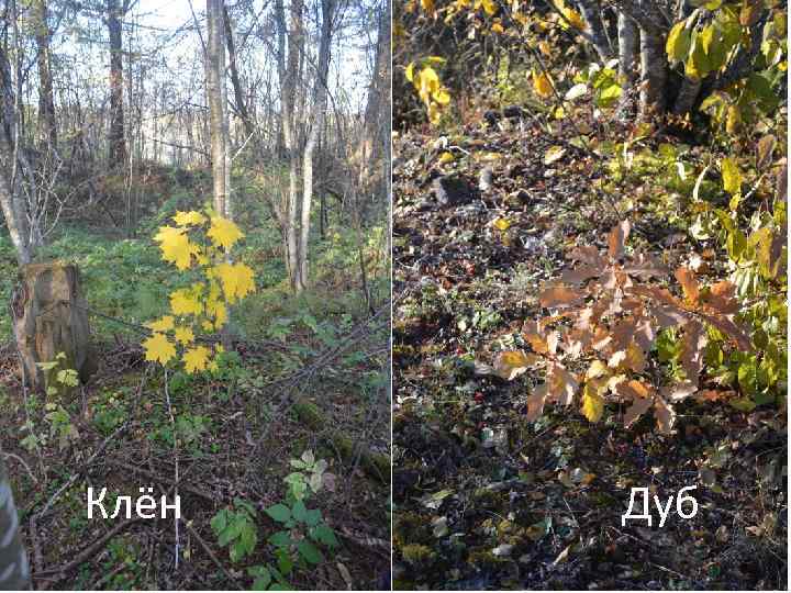 Клён Дуб 