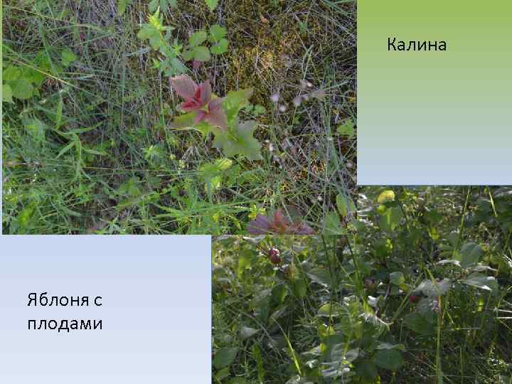 Калина Яблоня с плодами 