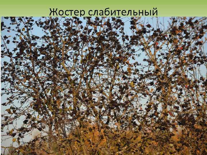 Жостер слабительный 