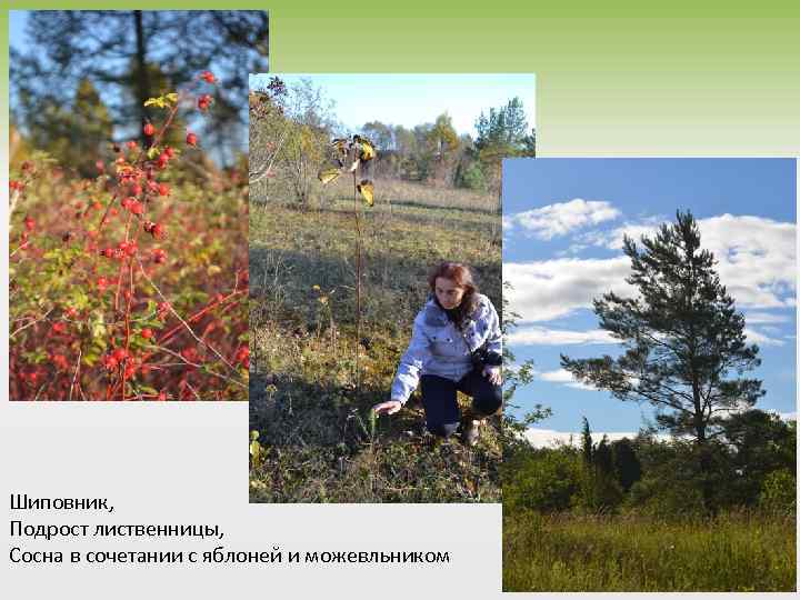 Шиповник, Подрост лиственницы, Сосна в сочетании с яблоней и можевльником 