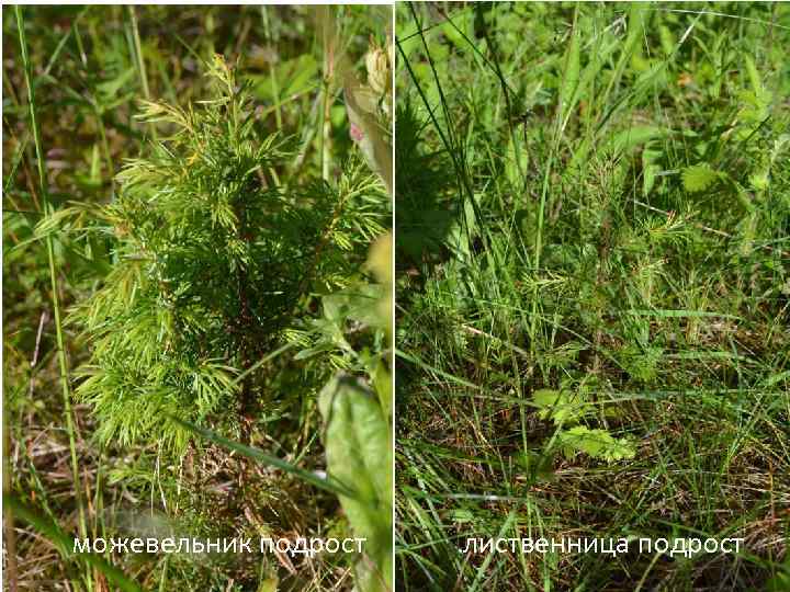 можевельник подрост лиственница подрост 