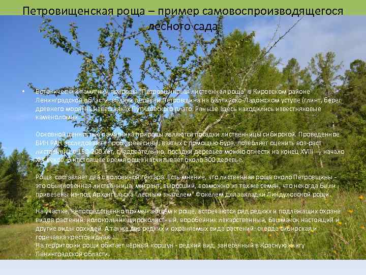 Петровищенская роща – пример самовоспроизводящегося лесного сада • Ботанический памятник природы 