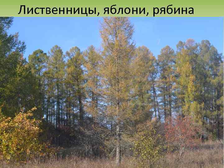 Лиственницы, яблони, рябина 
