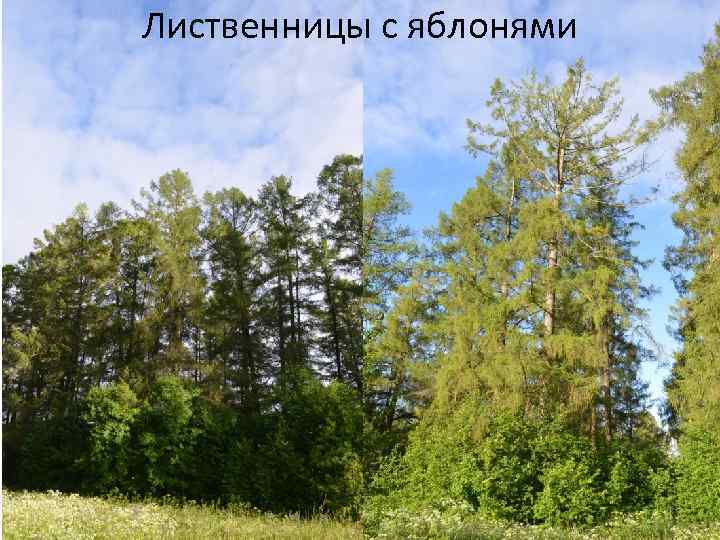 Лиственницы с яблонями 