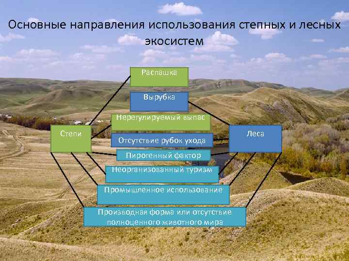 Основные направления использования степных и лесных экосистем Распашка Вырубка Нерегулируемый выпас Степи Отсутствие рубок