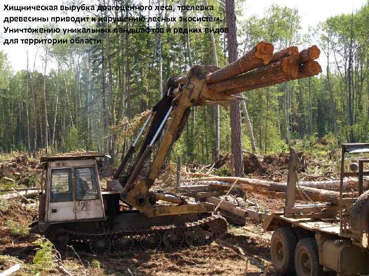 Хищническая вырубка драгоценного леса, трелевка древесины приводит к нарушению лесных экосистем. Уничтожению уникальных ландшафтов