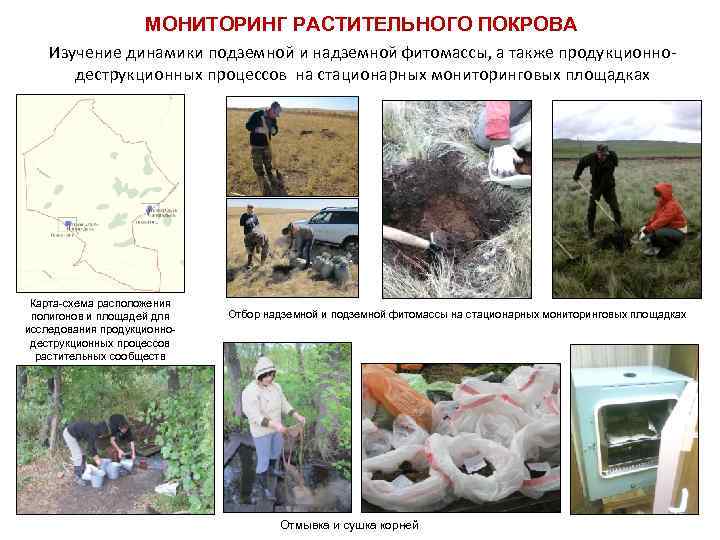 МОНИТОРИНГ РАСТИТЕЛЬНОГО ПОКРОВА Изучение динамики подземной и надземной фитомассы, а также продукционнодеструкционных процессов на