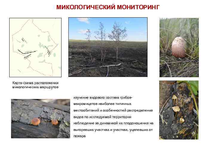 МИКОЛОГИЧЕСКИЙ МОНИТОРИНГ Карта-схема расположения микологических маршрутов изучение видового состава грибовмакромицетов наиболее типичных местообитаний и