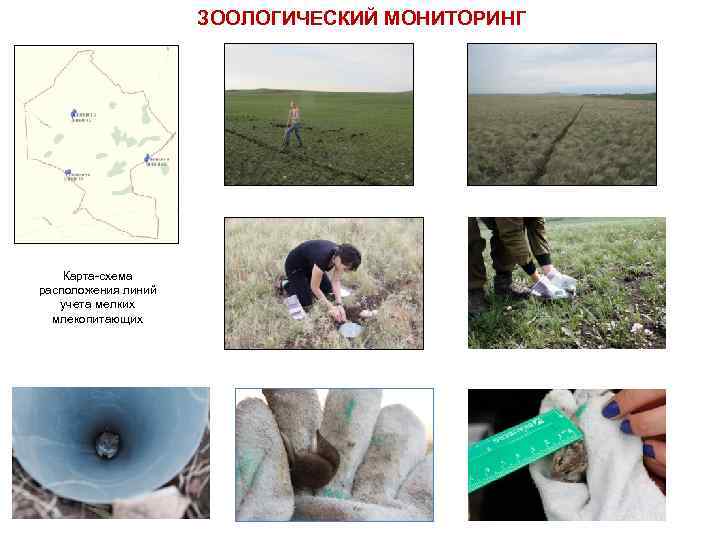 ЗООЛОГИЧЕСКИЙ МОНИТОРИНГ Карта-схема расположения линий учета мелких млекопитающих 