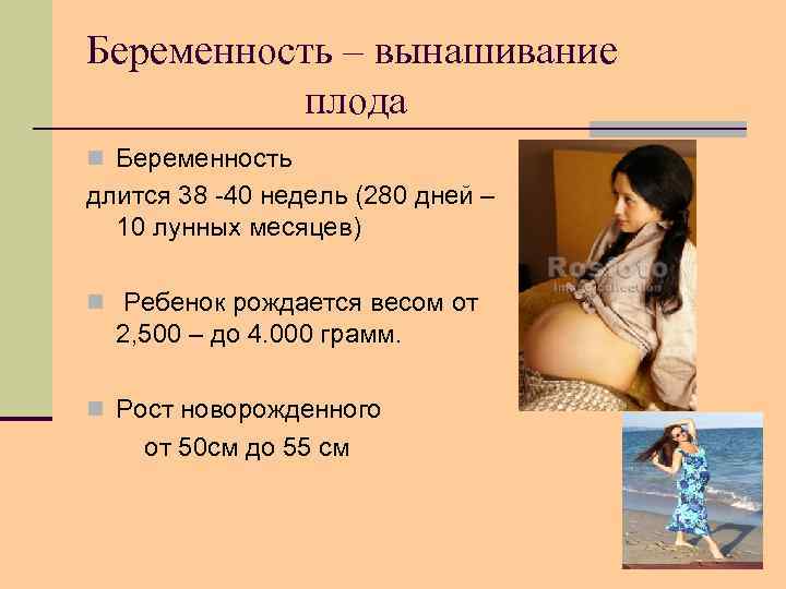 Беременность – вынашивание плода n Беременность длится 38 -40 недель (280 дней – 10