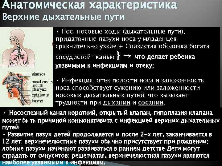 Анатомическая характеристика Верхние дыхательные пути • Нос, носовые ходы (дыхательные пути), придаточные пазухи носа