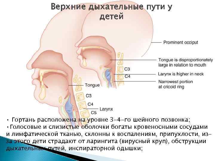Верхние дыхательные пути у детей • Гортань расположена на уровне 3 -4 -го шейного