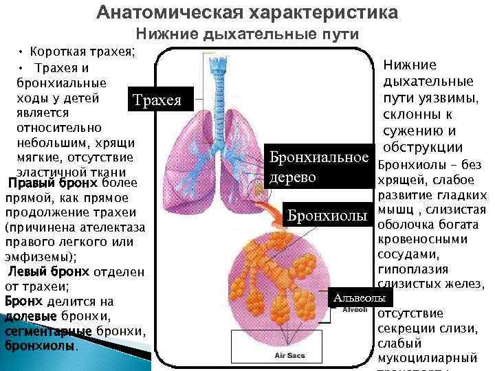 Анатомическая характеристика Нижние дыхательные пути • Короткая трахея; • Трахея и бронхиальные ходы у