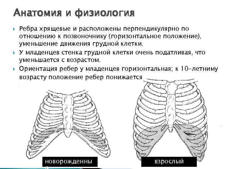 Анатомия и физиология Ребра хрящевые и расположены перпендикулярно по отношению к позвоночнику (горизонтальное положение),
