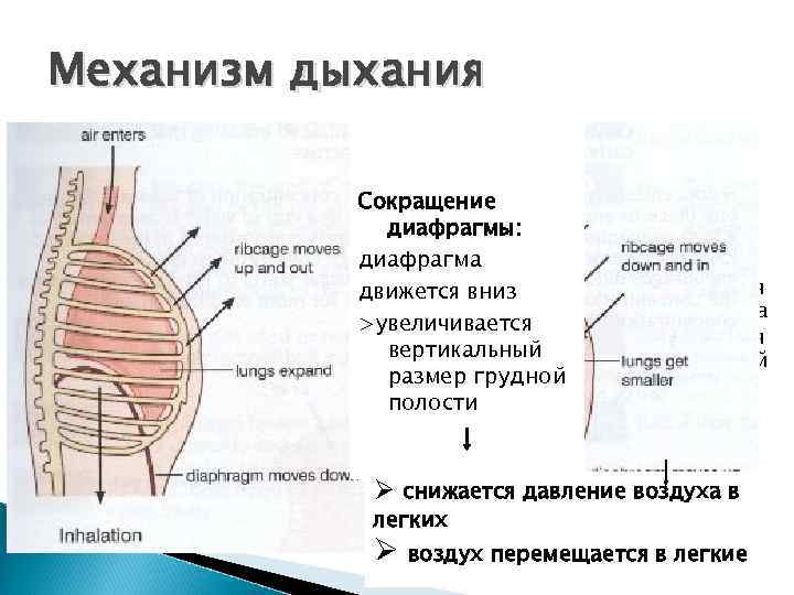 Дыхание диафрагмой схема