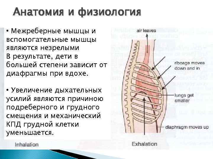 Анатомия и физиология • Межреберные мышцы и вспомогательные мышцы являются незрелыми В результате, дети