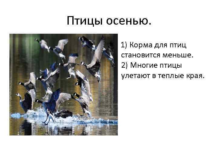 Птицы осенью. 1) Корма для птиц становится меньше. 2) Многие птицы улетают в теплые