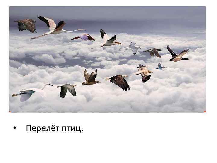  • Перелёт птиц. 
