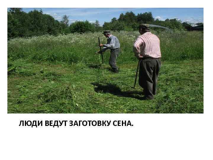 ЛЮДИ ВЕДУТ ЗАГОТОВКУ СЕНА. 