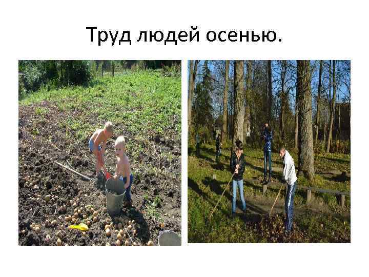 Труд людей осенью. 