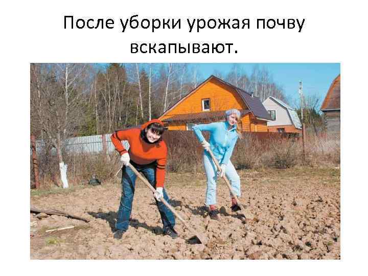 После уборки урожая почву вскапывают. 