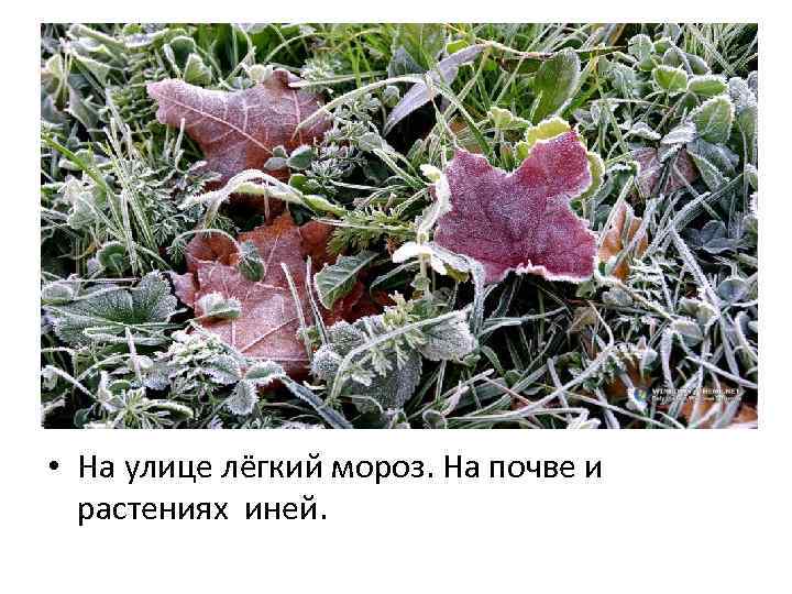  • На улице лёгкий мороз. На почве и растениях иней. 