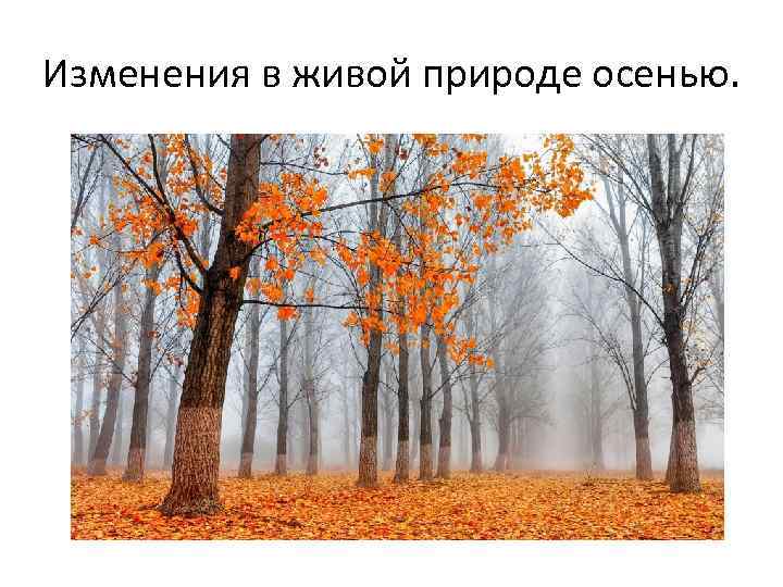Изменения природы осенью 5 класс. Изменения в живой природе осенью. Осенние изменения в неживой природе. Осень сезонные изменения. Явления природы осень.