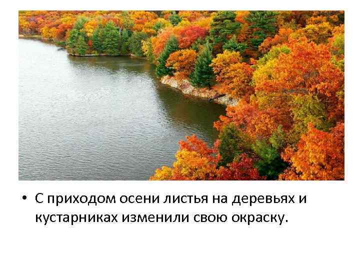  • С приходом осени листья на деревьях и кустарниках изменили свою окраску. 