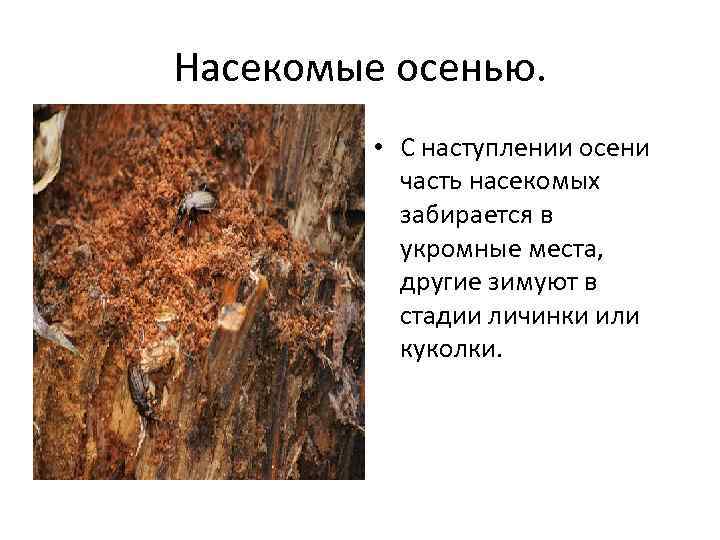 Насекомые осенью. • С наступлении осени часть насекомых забирается в укромные места, другие зимуют