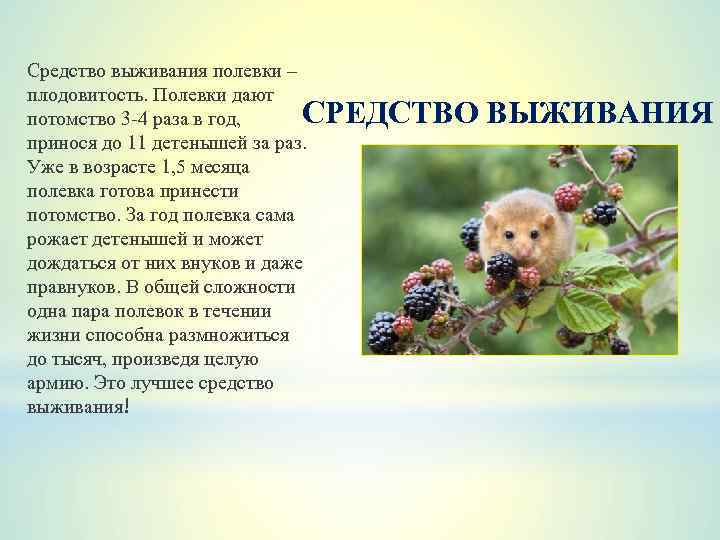 Средство выживания полевки – плодовитость. Полевки дают потомство 3 -4 раза в год, принося