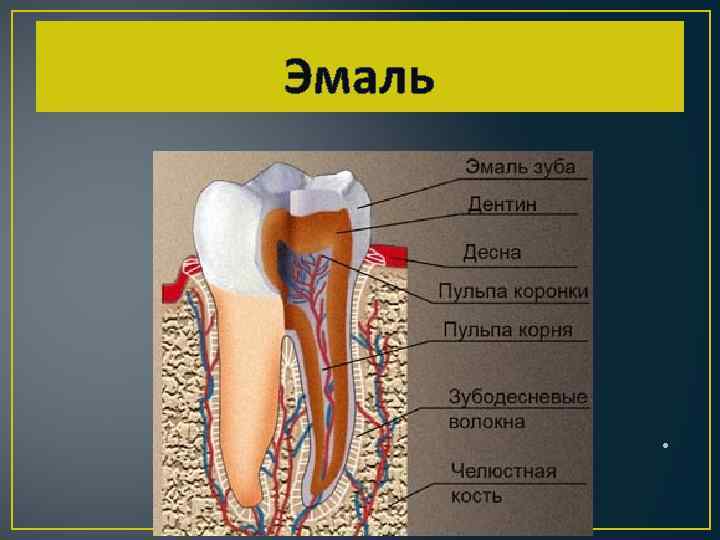 Эмаль зуба. Эмаль зубов строение. Строение зуба толщина эмали.