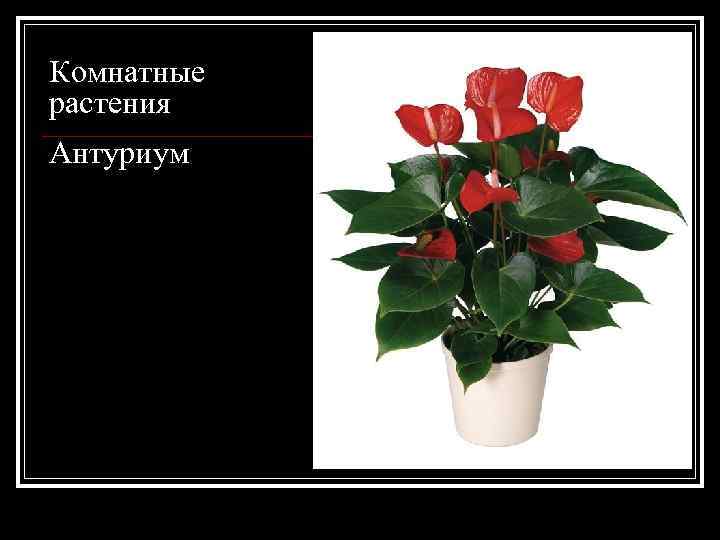 Комнатные растения Антуриум 