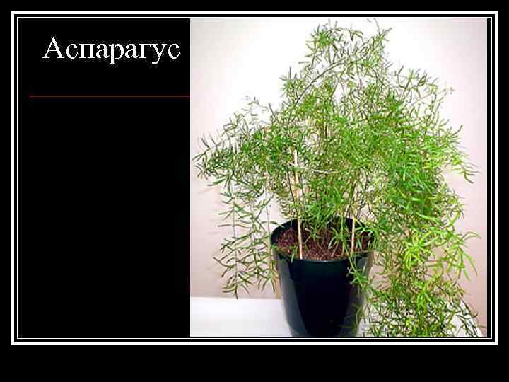 Аспарагус 